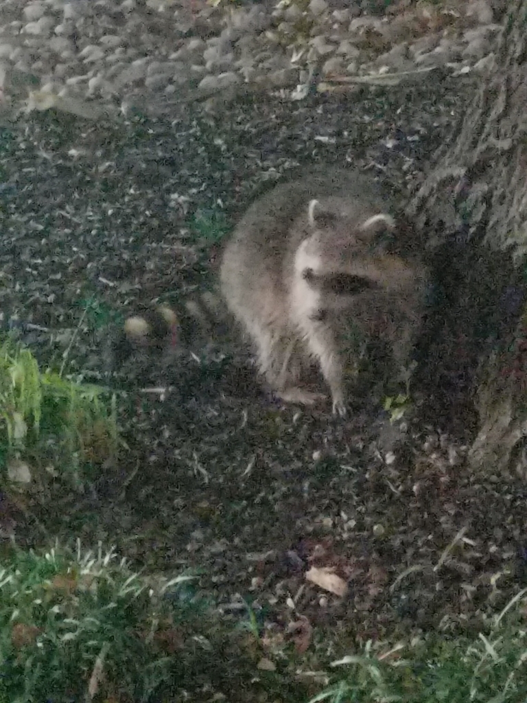 Common Raccoon from Downs Hall, Service Rd, Union, NJ 07083, USA on