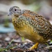 Buttonquails - Photo (c) sirkendizzle, some rights reserved (CC BY-NC)