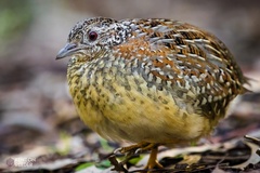 Painted Buttonquail photo 5