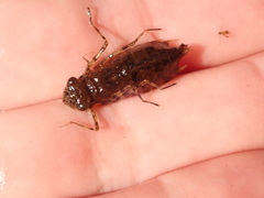 Pantala