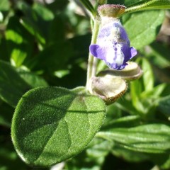 Scutellaria drummondii