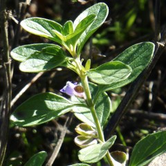 Scutellaria drummondii