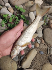 Tera Barbel photo 2