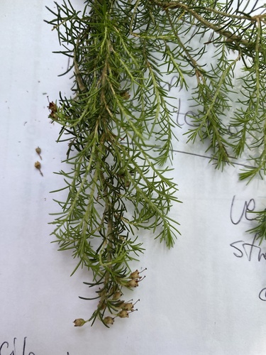 Tree heath