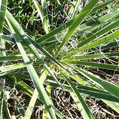 Yucca arkansana