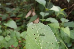Callimormus interpunctata