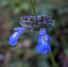 Salvia lasiocephala
