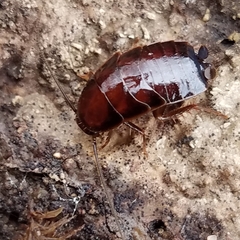 Parcoblatta pennsylvanica