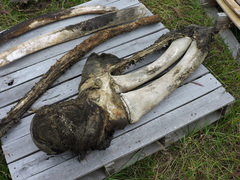 Balaenoptera physalus