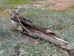 Balaenoptera physalus