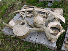 Balaenoptera physalus