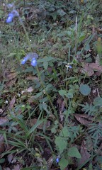 Salvia lasiocephala