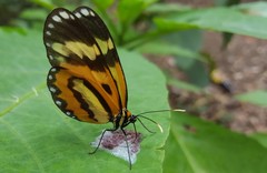 Placidina euryanassa