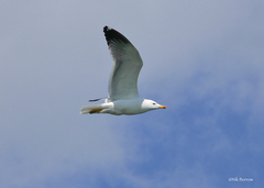 Larus armenicus