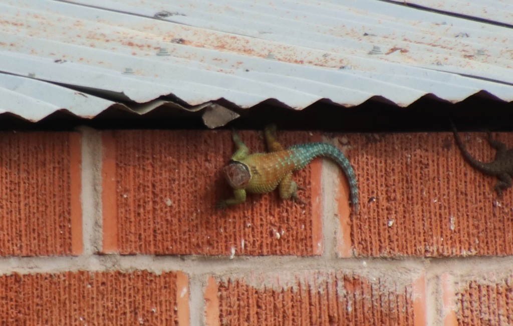 Blue Spiny Lizard