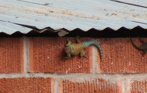 Blue Spiny Lizard