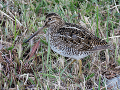 Gallinago magellanica