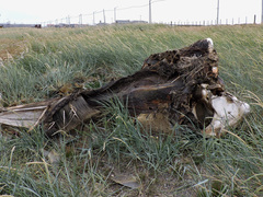 Balaenoptera physalus