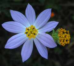 Cosmos pacificus