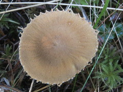 Cystoderma amianthinum rugosoreticulatum