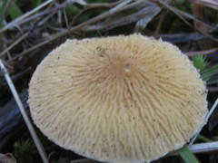 Cystoderma amianthinum rugosoreticulatum