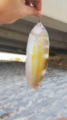 Halichoeres radiatus