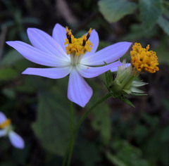 Cosmos pacificus
