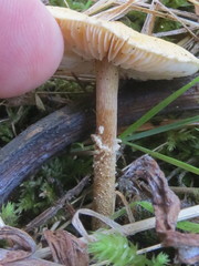 Cystoderma amianthinum rugosoreticulatum