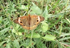 Junonia zonalis