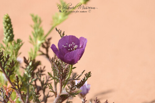 Violet Horned-poppy
