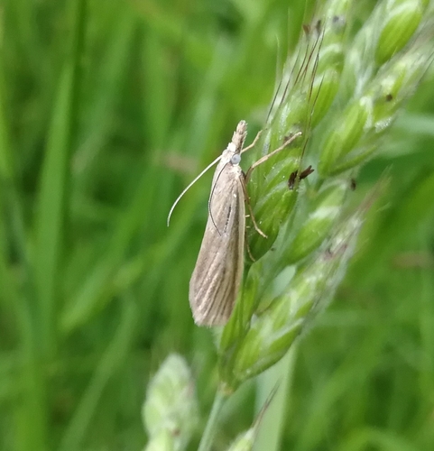 trávovec perleťový (Crambus perlella)
