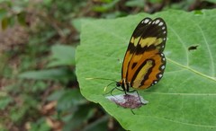 Placidina euryanassa