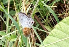 Hemiargus