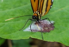 Placidina euryanassa