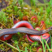 Red-bellied Snake - Photo (c) Jonathan Gagnon, some rights reserved (CC BY-NC), uploaded by Jonathan Gagnon