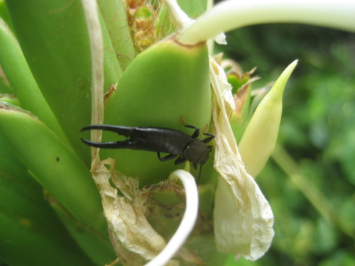 Black earwig photo 4