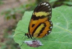 Placidina euryanassa