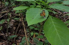 Placidina euryanassa