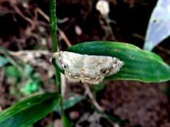 Scopula propinquaria