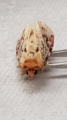 Spodoptera picta