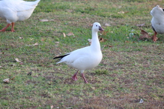 Anser caerulescens × rossii
