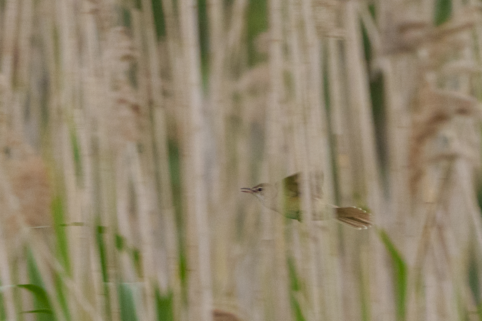 Great Reed Warbler