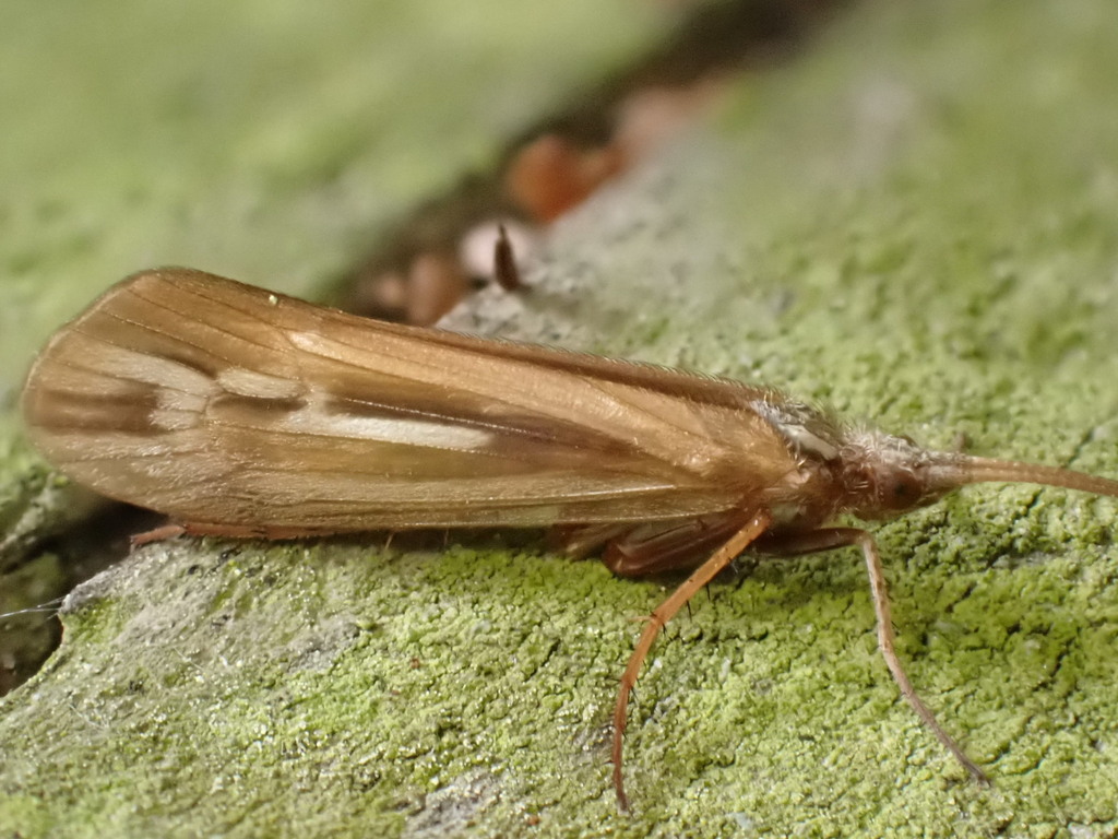 Limnephilus elegans