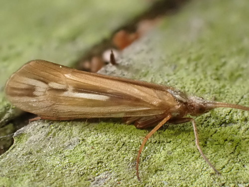 Limnephilus elegans