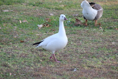 Anser caerulescens × rossii