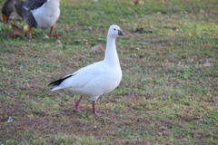 Anser caerulescens × rossii
