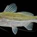 Mystus atrifasciatus - Photo (c) 
ปลาของเอเชียตะวันออกเฉียงใต้แผ่นดินใหญ่ (FiMSeA),  זכויות יוצרים חלקיות (CC BY-SA)
