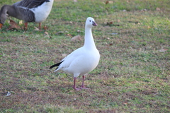 Anser caerulescens × rossii