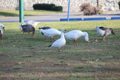 Anser caerulescens × rossii
