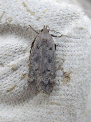 Anacampsis